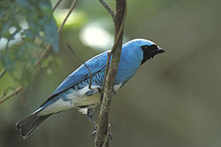 Swallow Tanager